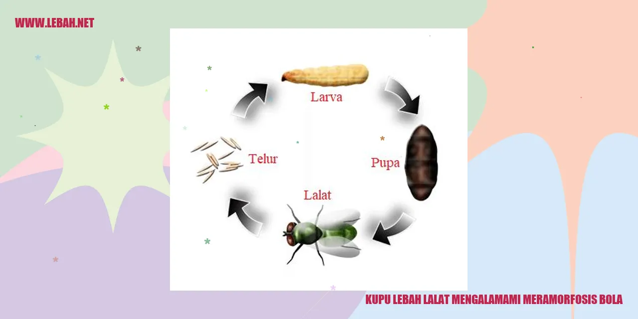 Kupu Lebah Lalat Mengalami Metamorfosis Bola