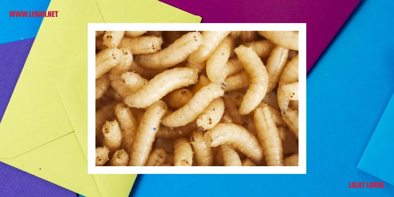 lalat larva