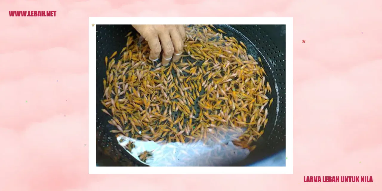 Gambar Larva Lebah untuk Nila