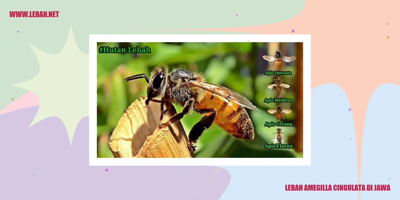 Lebah Amegilla Cingulata di Jawa