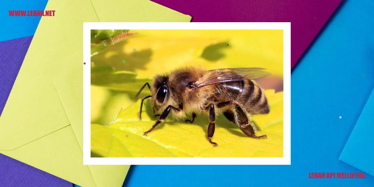 lebah api Mellifera