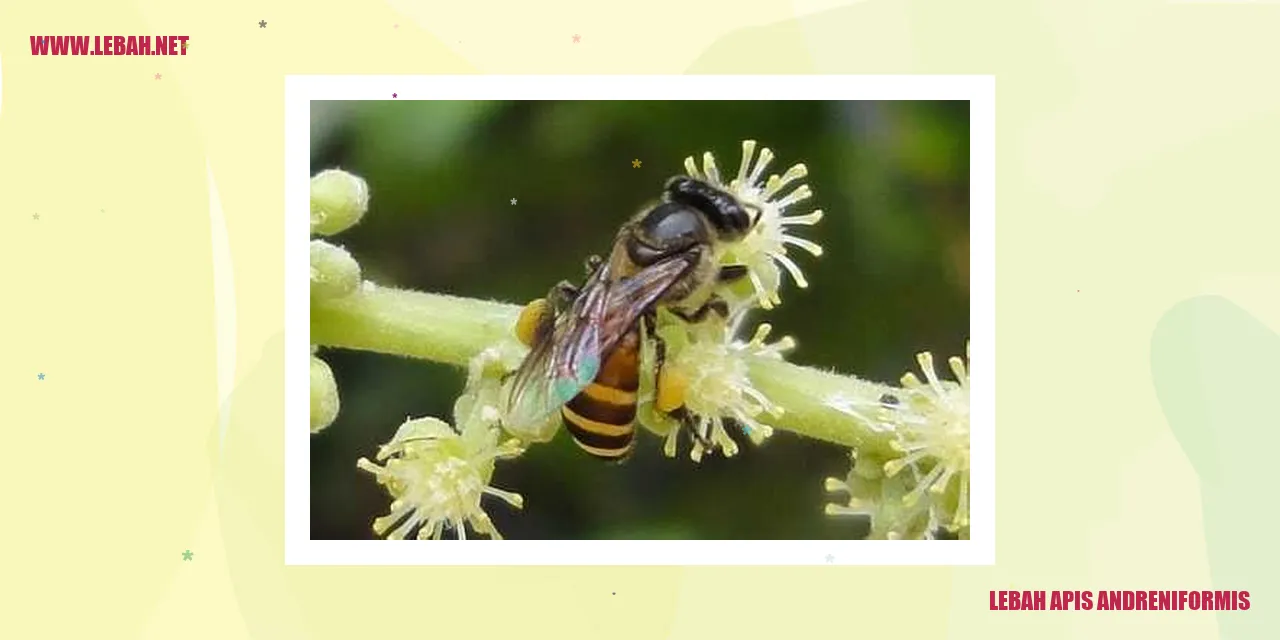Gambar lebah apis andreniformis