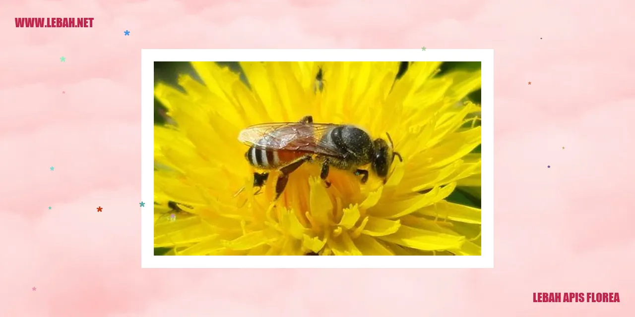 lebah apis florea
