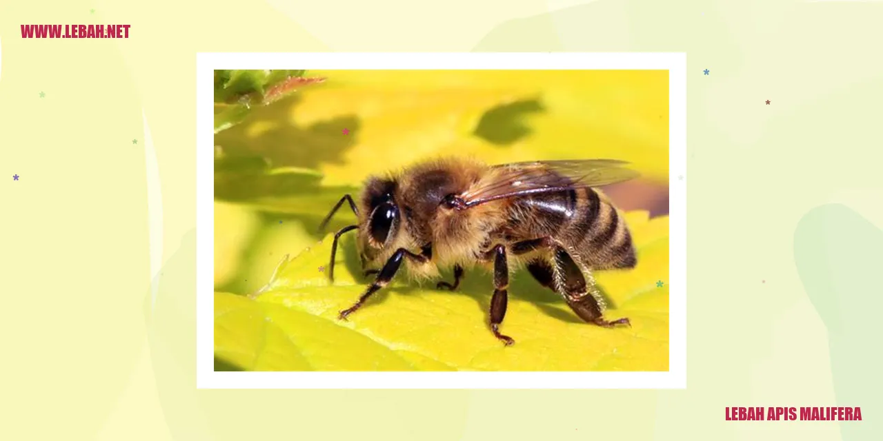 Lebah Apis Malifera