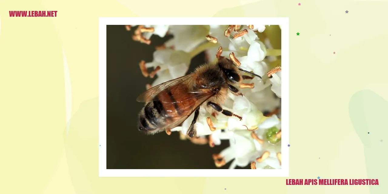 Lebah Apis Mellifera Ligustica