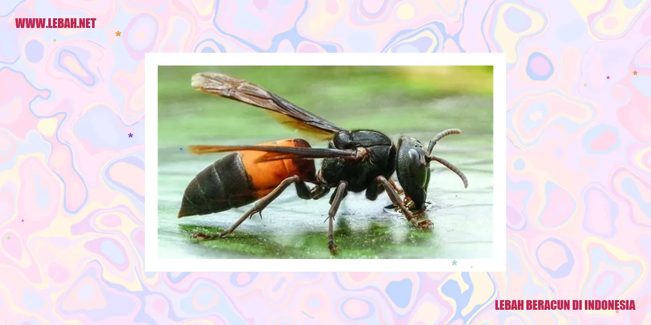 lebah beracun di indonesia