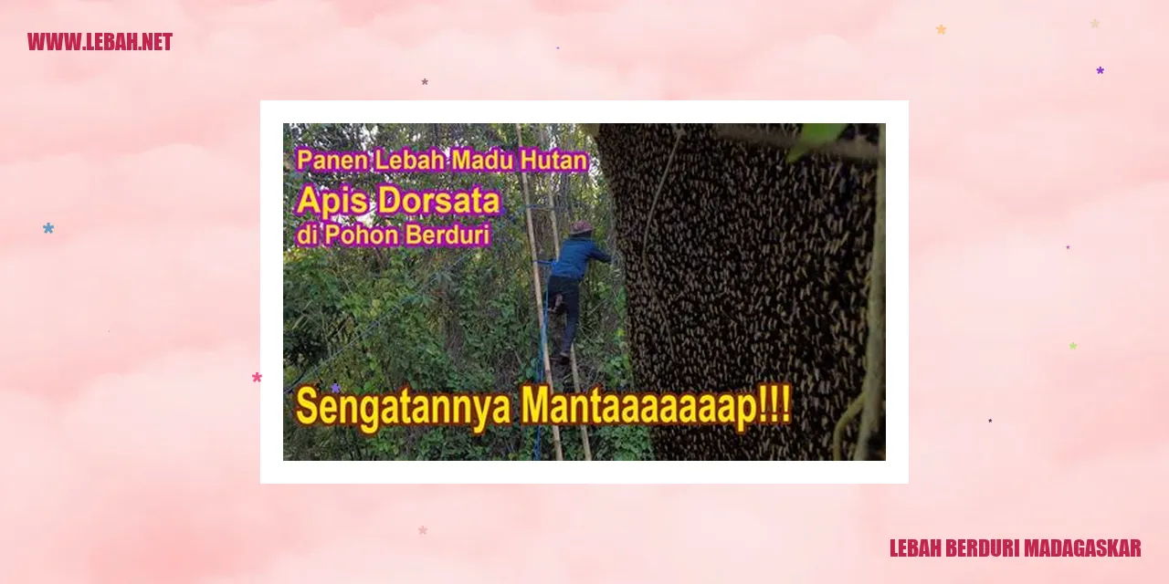 lebah Berduri Madagaskar
