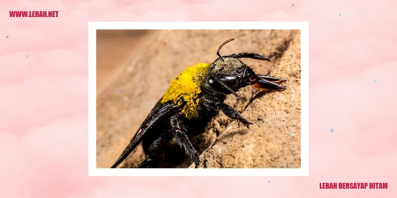 Gambar lebah bersayap hitam