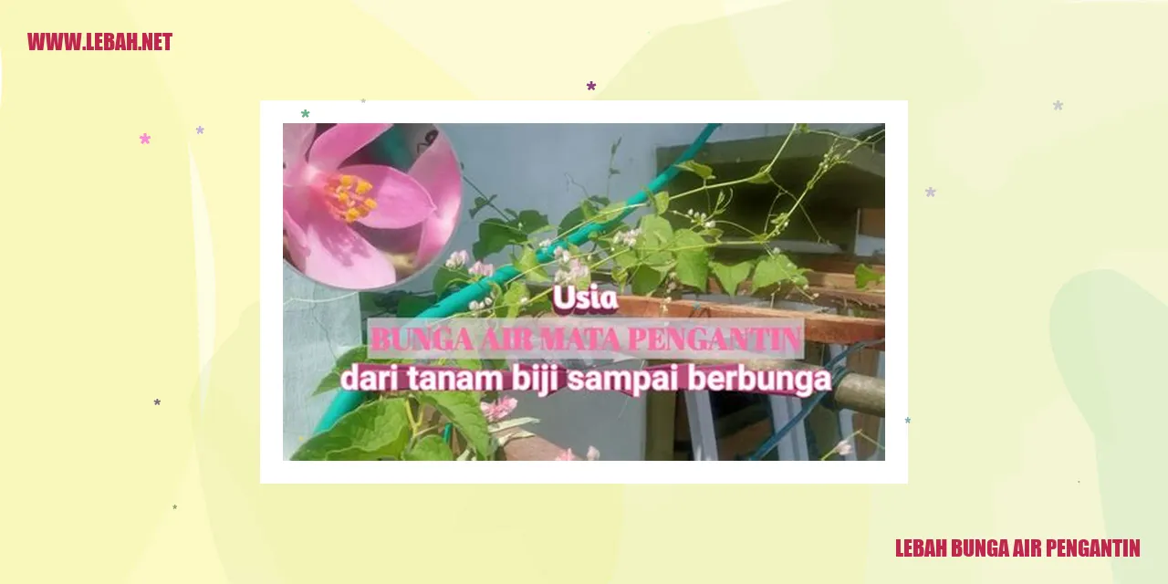 Gambar Lebah Bunga Air Pengantin