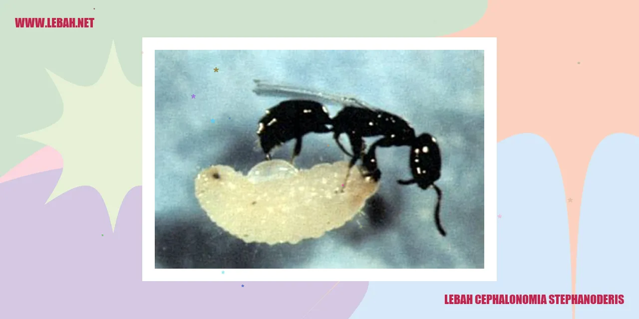 Lebah Cephalonomia Stephanoderis
