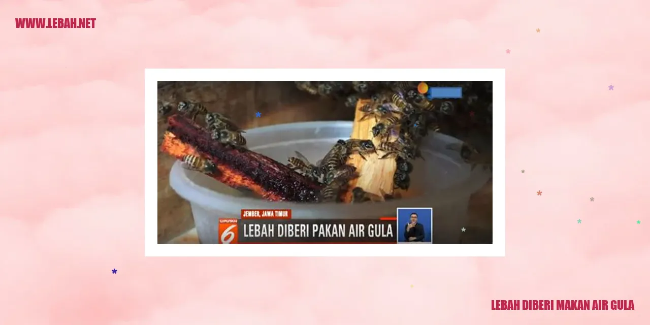 lebah diberi makan air gula