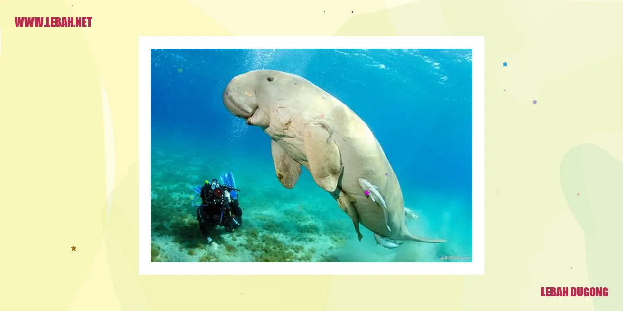 lebah Dugong
