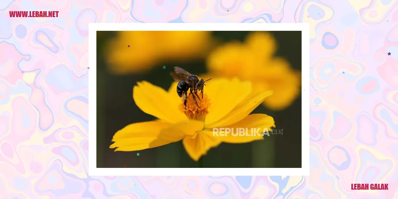 Gambar Lebah Galak