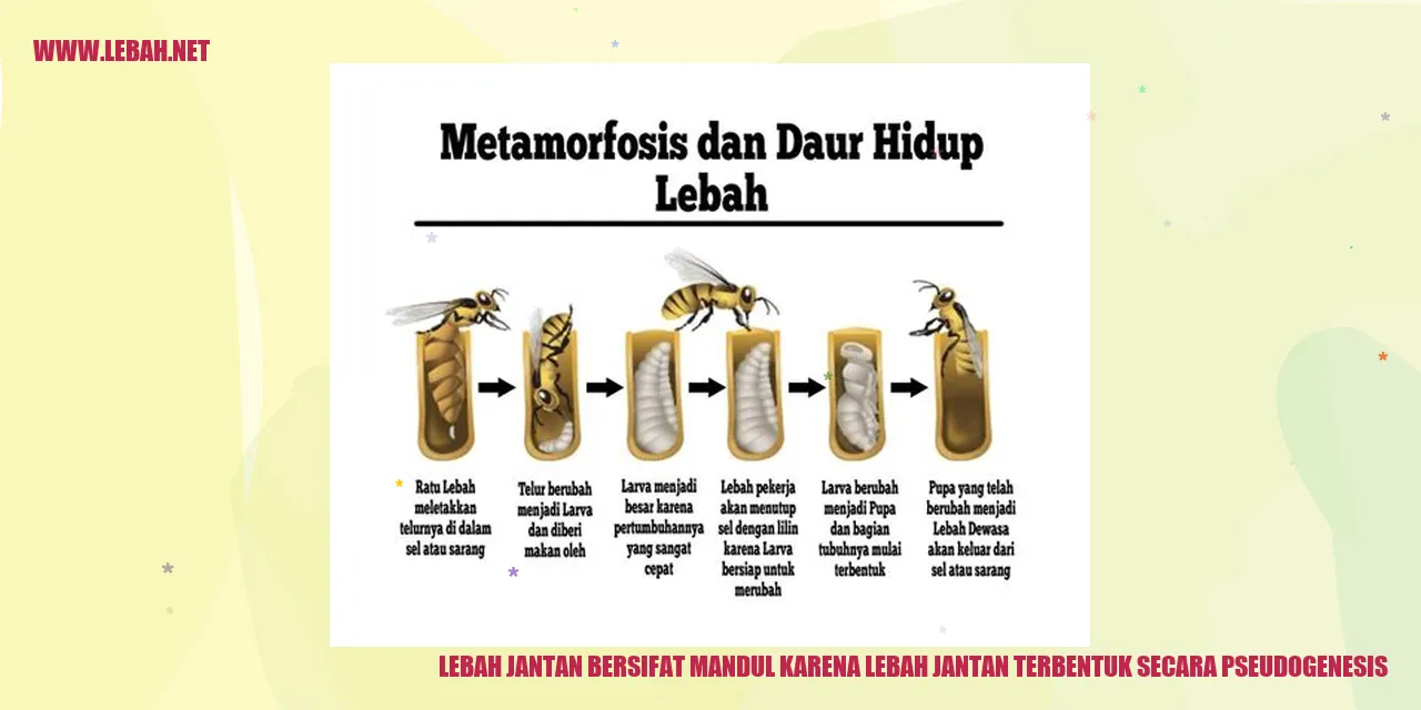 Lebah Jantan Mandul