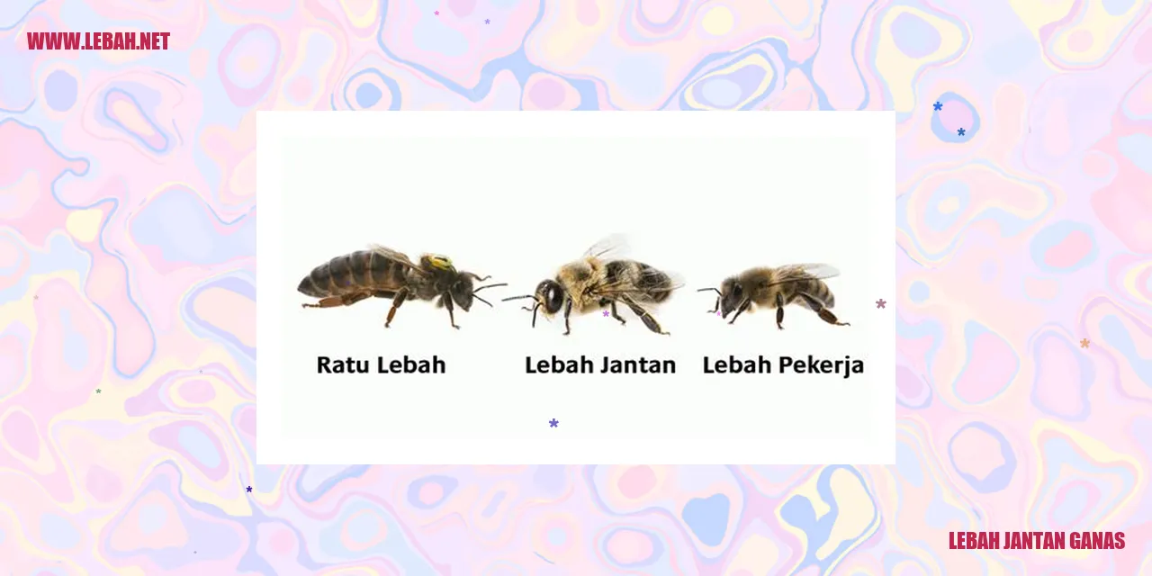 Lebah Jantan Ganas Afro-mandibularis