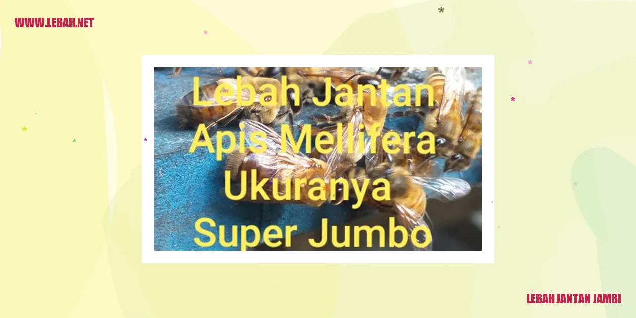 lebah jantan jambi