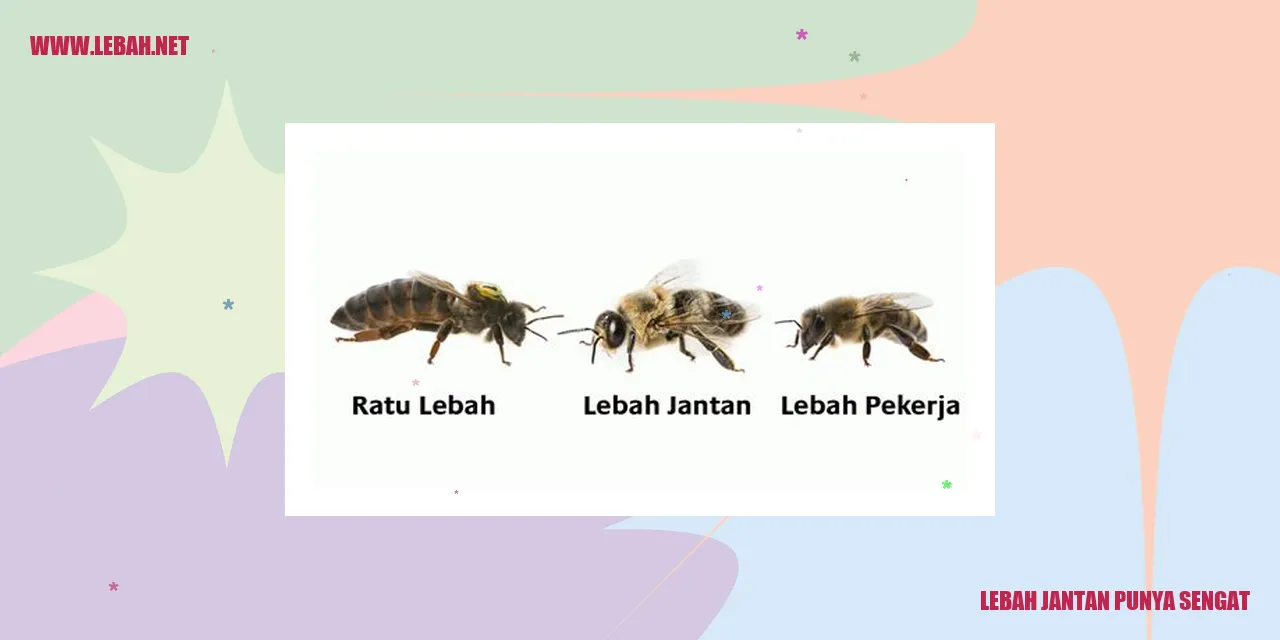 Lebah Jantan Punya Sengat