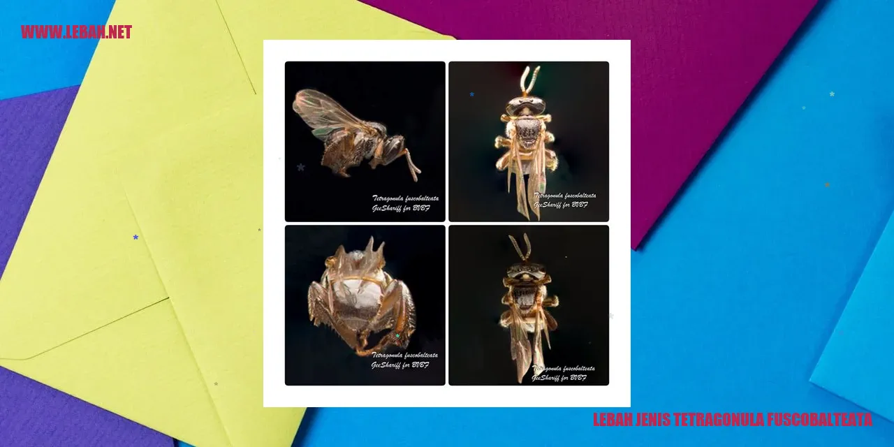Lebah Jenis Tetragonula Fuscobalteata