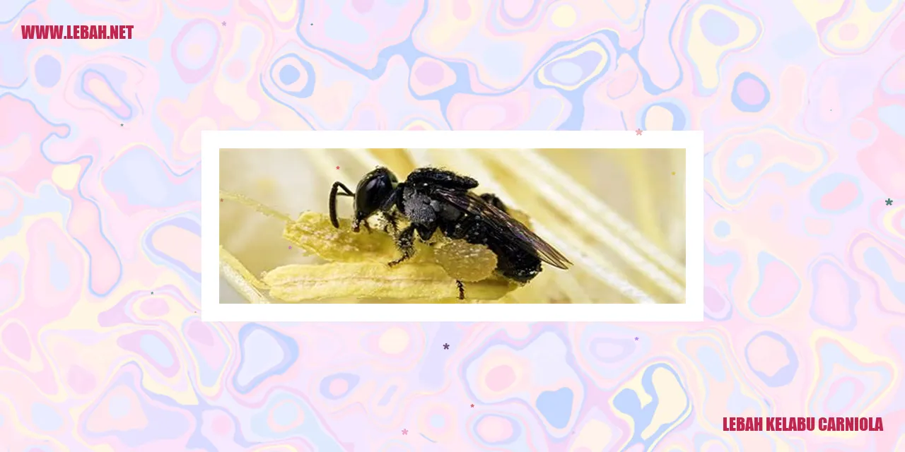 Lebah Kelabu Carniola