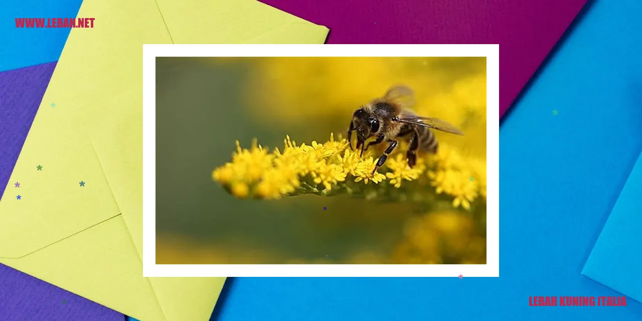 lebah kuning italia
