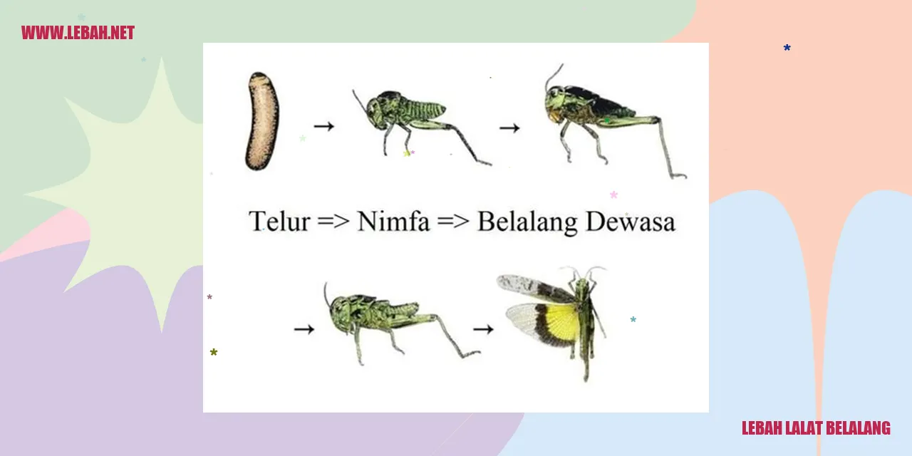 Lebah Lalat Belalang