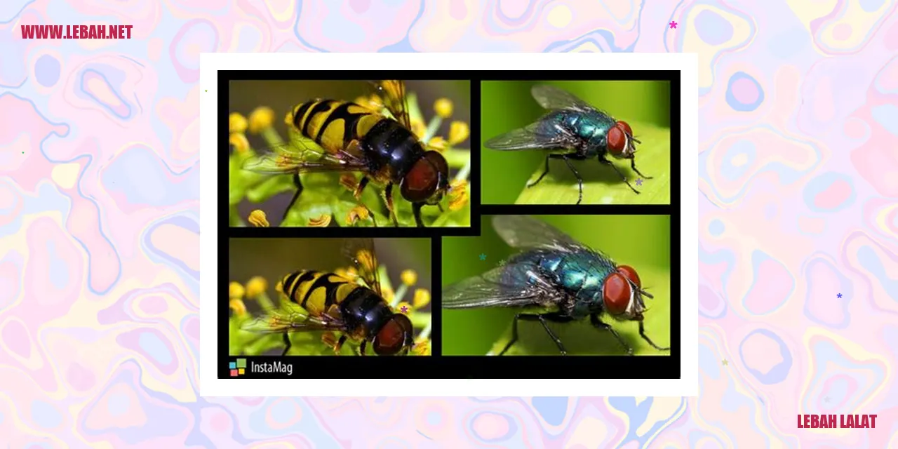 gambar lebah lalat