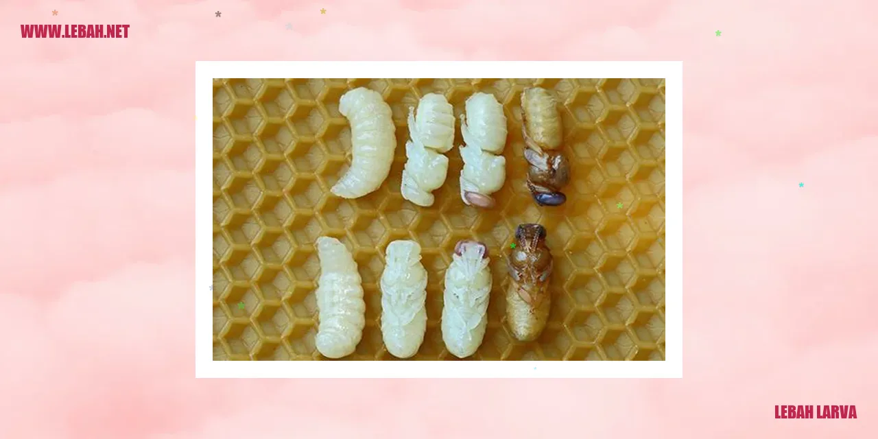 lebah larva