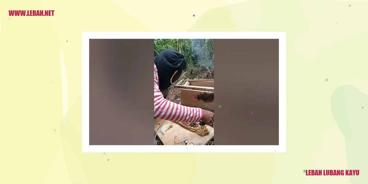 lebah lubang kayu