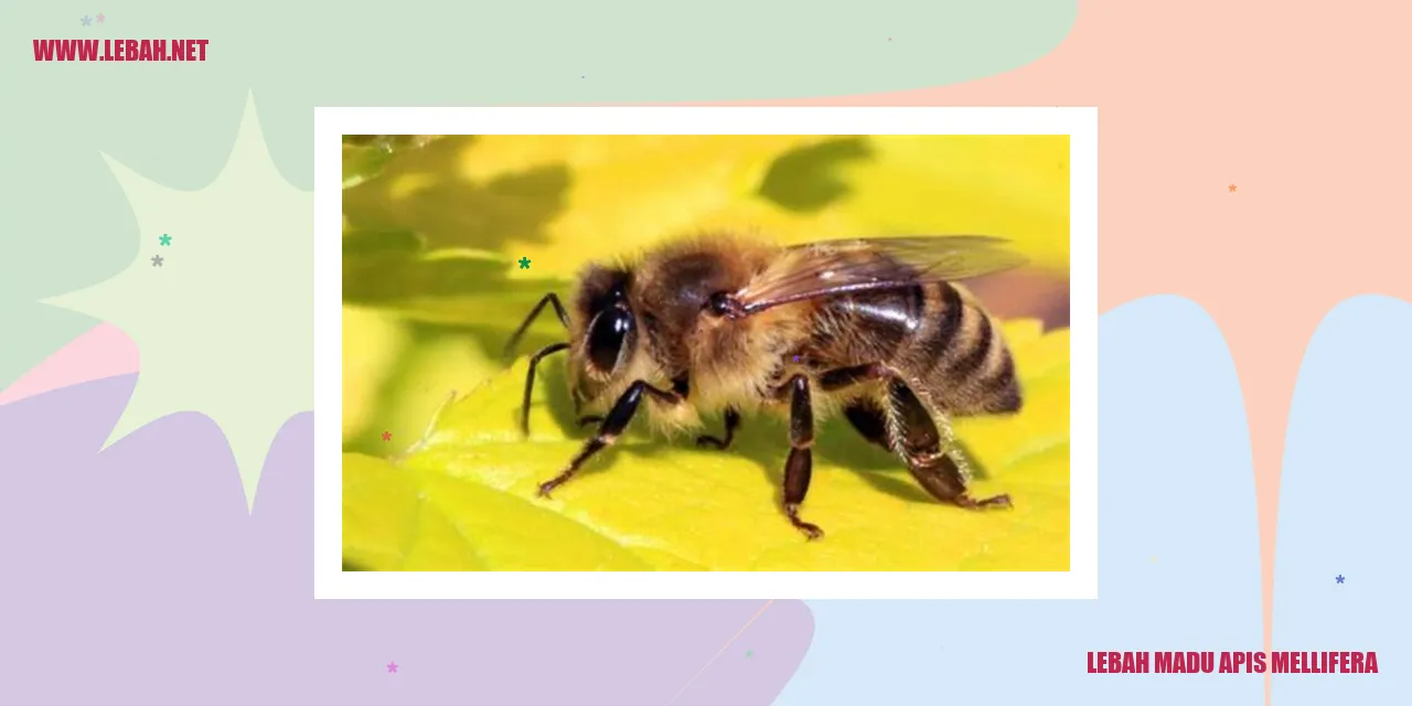 lebah madu apis mellifera