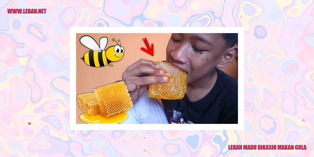 Lebah Madu Dikasih Makan Gula