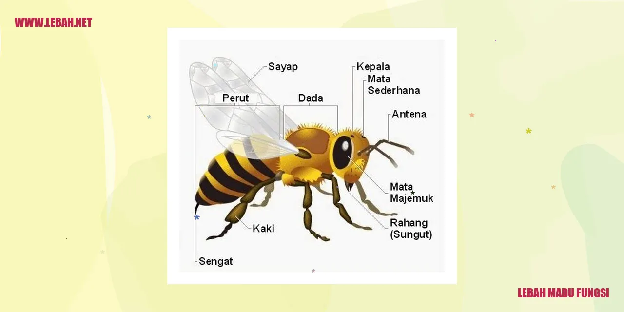 Lebah Madu