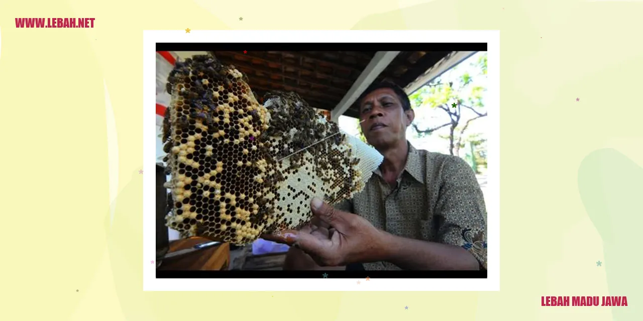 lebah madu jawa