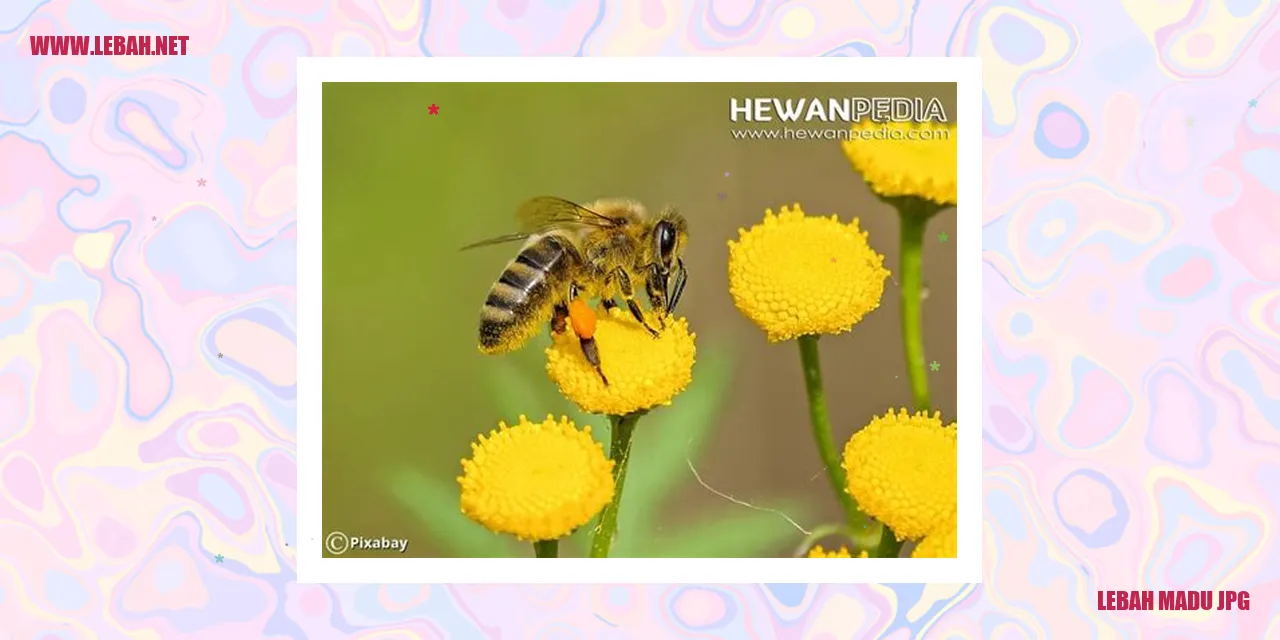 Lebah Madu JPG