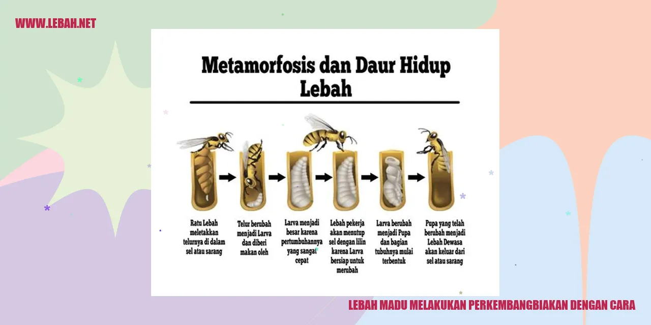lebah madu melakukan perkembangbiakan dengan cara