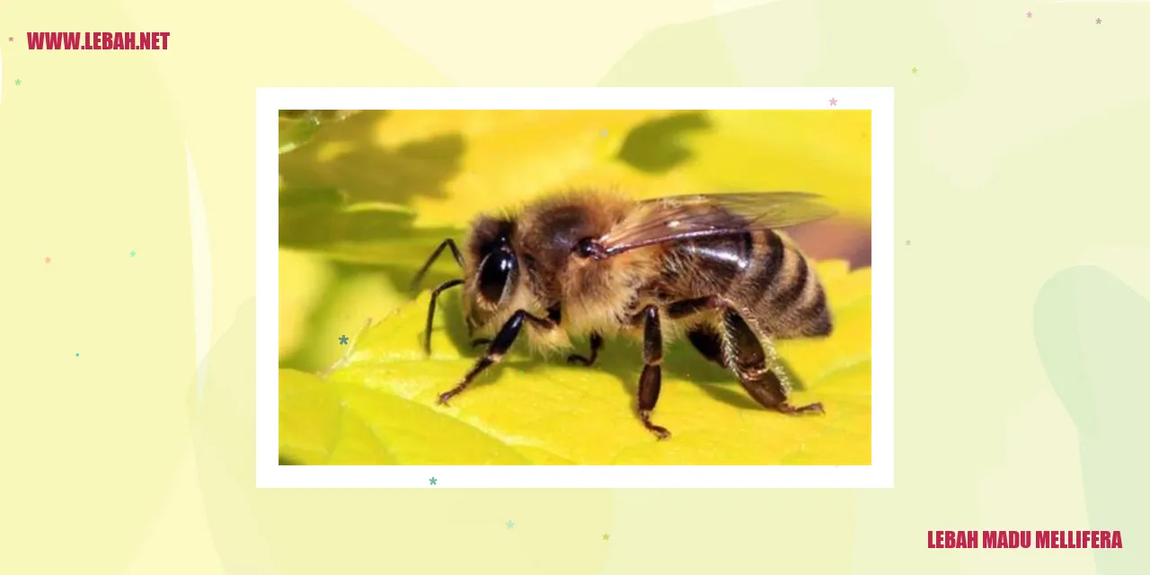 Lebah Madu Mellifera