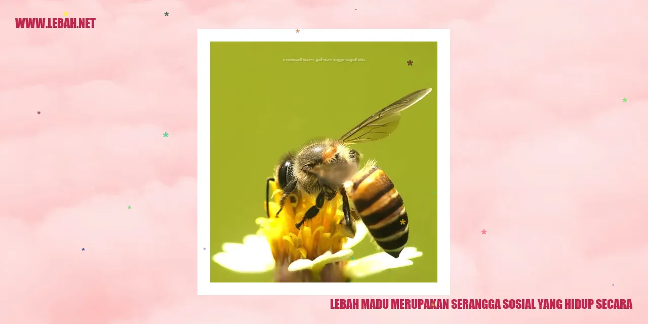 Lebah Madu