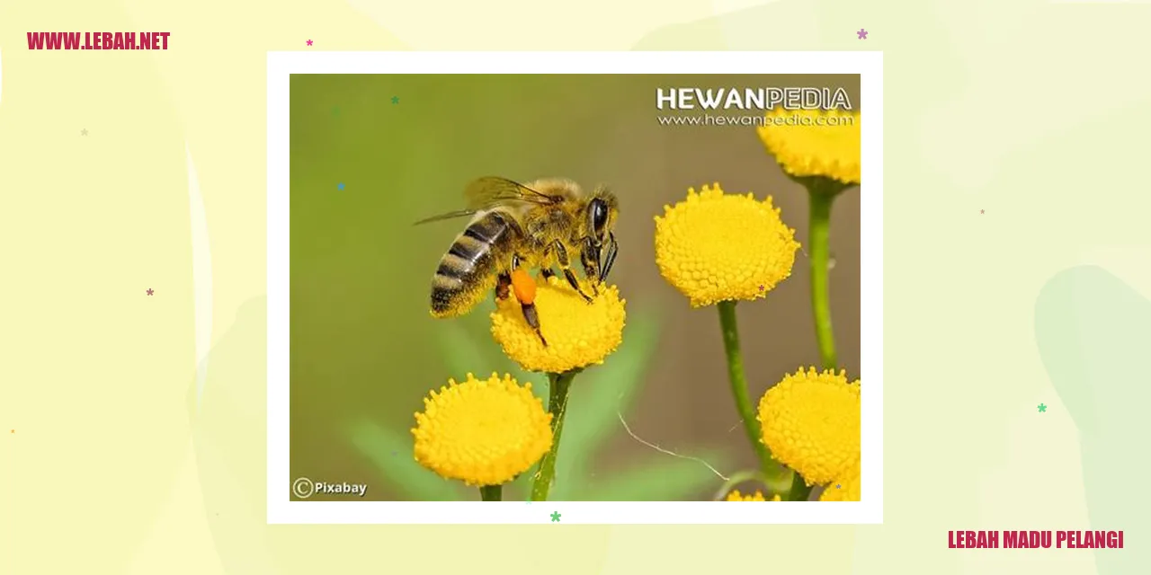Lebah Madu Pelangi
