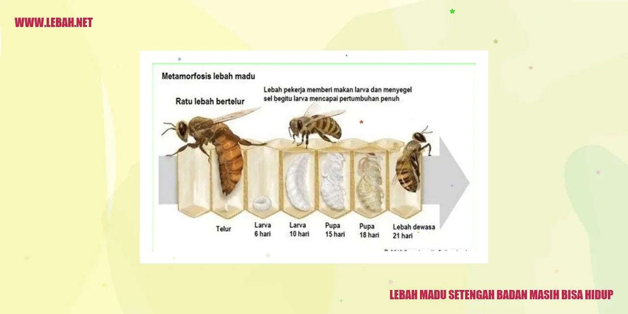 Lebah Madu Setengah Badan Masih Bisa Hidup