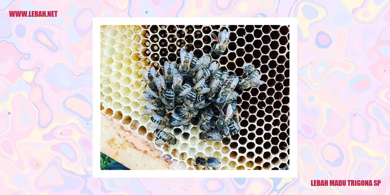 Lebah Madu Trigona SP
