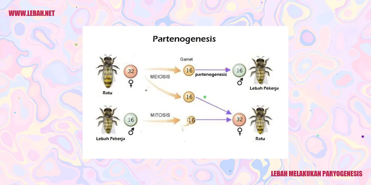 lebah melakukan paryogenesis