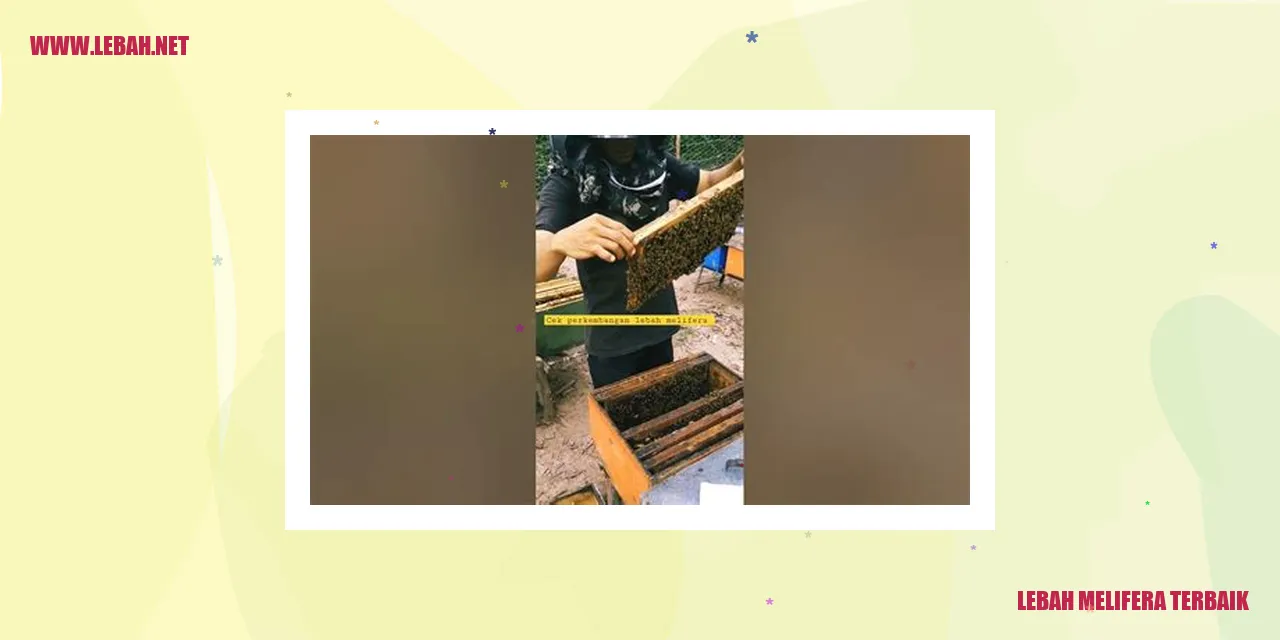 lebah melifera terbaik