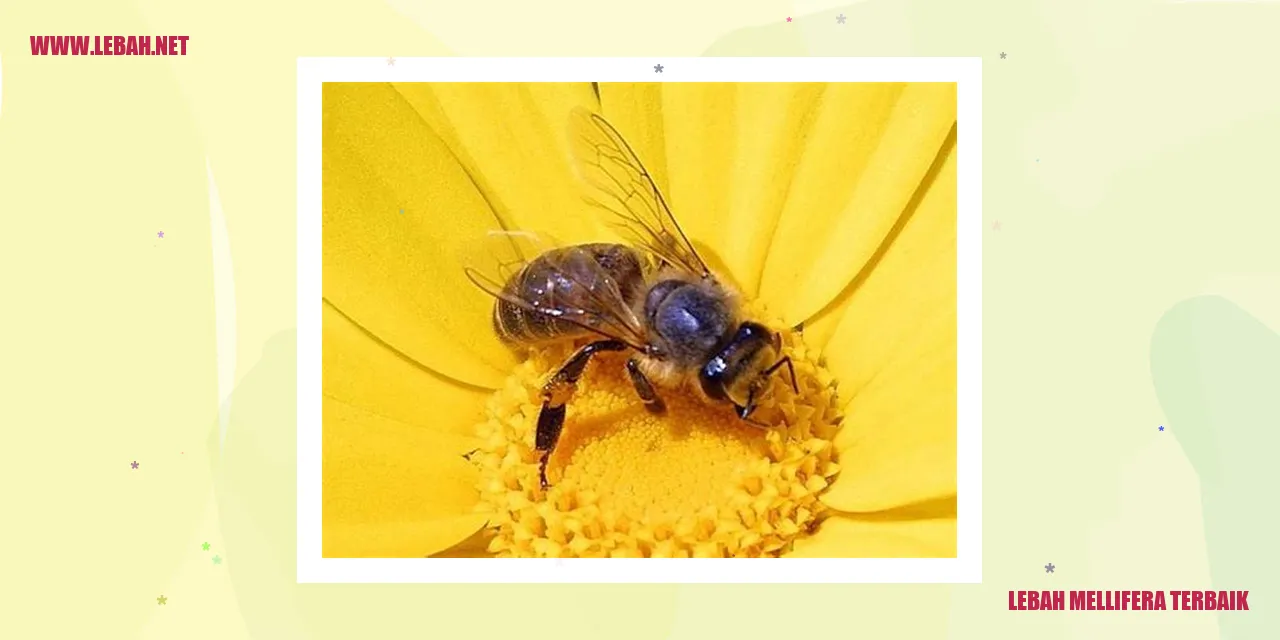 Lebah Mellifera Terbaik