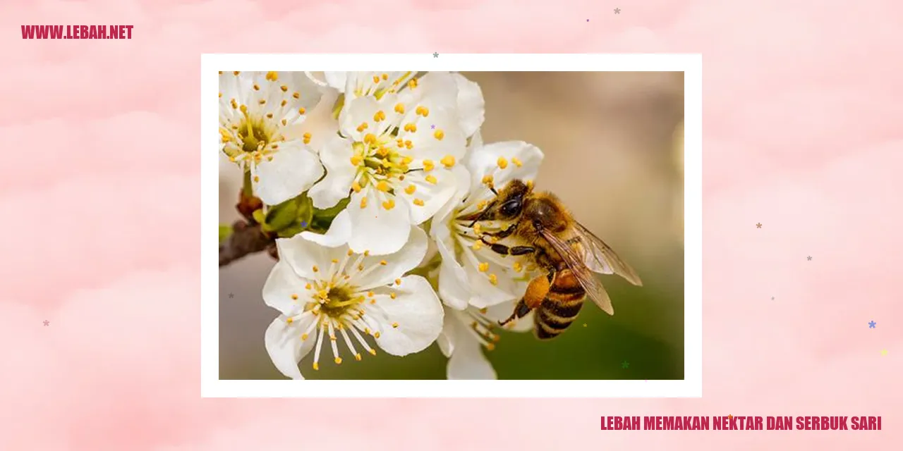 Gambar lebah memakan nektar dan serbuk sari