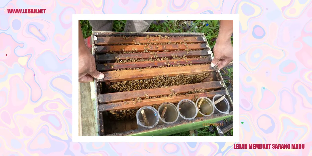 lebah membuat sarang madu