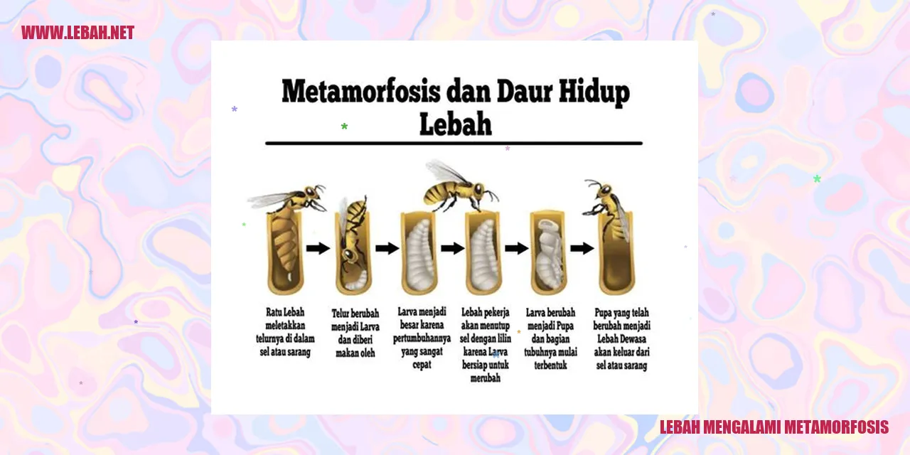 lebah mengalami metamorfosis