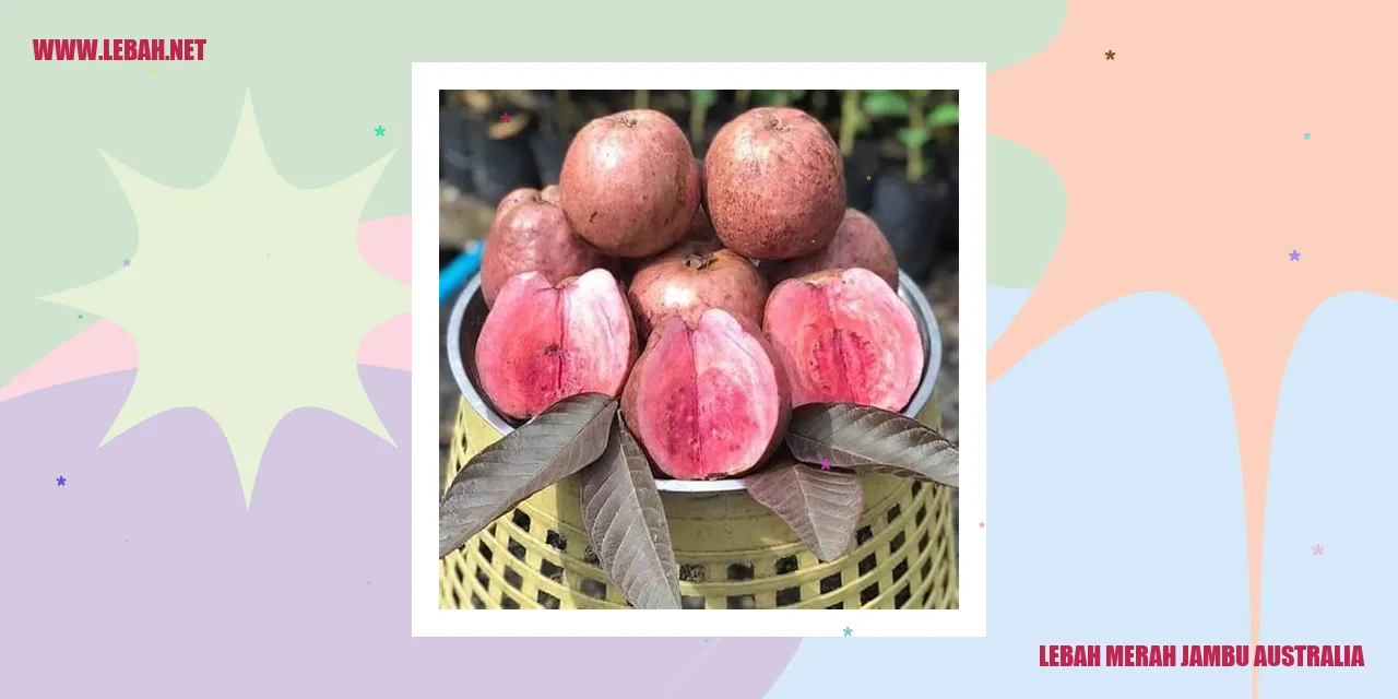 Lebah Merah Jambu Australia