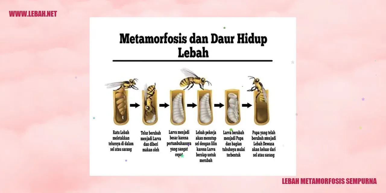 Lebah metamorfosis sempurna