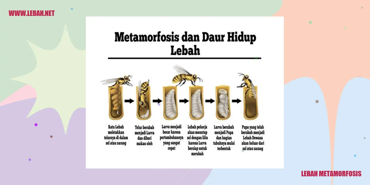 lebah metamorfosis