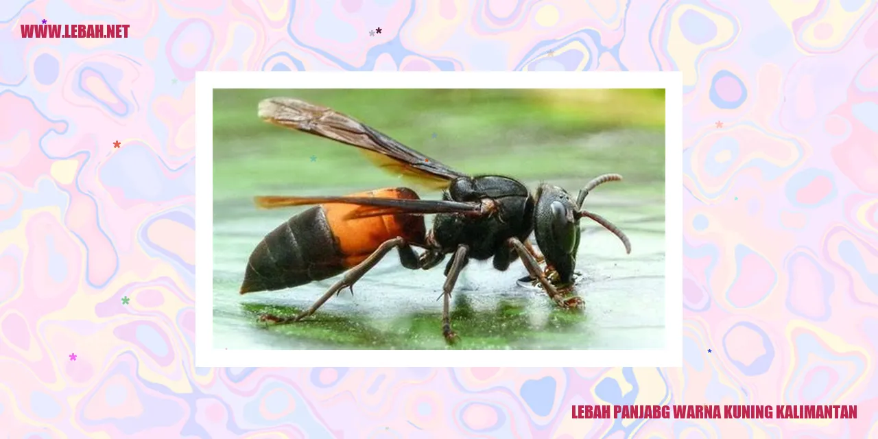 Lebah Panjang Warna Kuning Kalimantan