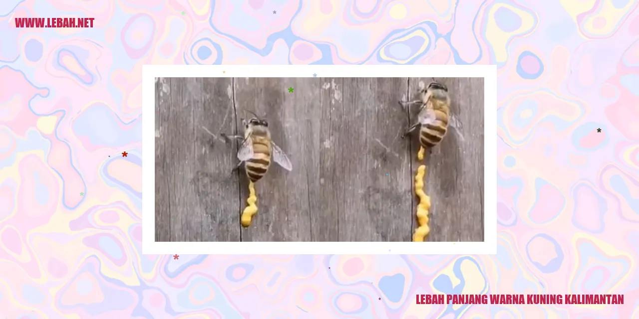 lebah panjang warna kuning kalimantan